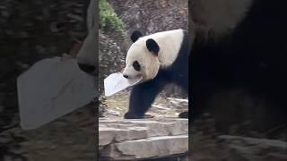 Jin Hu, are you bringing this gift to Fei Yun? #panda #pandalove #cute #fyp #viralvideo #pandalover