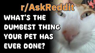 Hilarious Reddit Stories About the Dumbest Pets