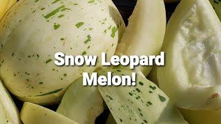 Snow Leopard Melon Harvest & Taste Test From My Greenhouse! Also Find New Hybrid! Exotic Variegated