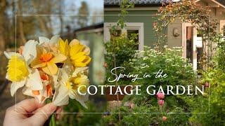 Spring Cottage Garden | Gardening tips | How to Prune Roses | Slow Living | Spring Garden Clean up