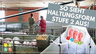 Glori goes Tierwohl | Die Haltungsform hinter dem Fleischlabel | Stufe 2  - Stallhaltung Plus