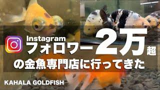 【金魚専門店】ハンパない𝐈𝐧𝐬𝐭𝐚𝐠𝐫𝐚𝐦フォロワー2万超の金魚屋カハラさんへお邪魔しました KAHALA GOLDFISH @peperia