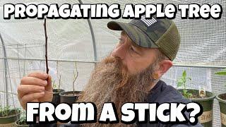 How to grow / Propagate￼ an apple tree from a Cutting￼￼