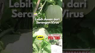 BENIH PERTIWI TV - Melon Pertiwi Anvi Lebih Aman dari Serangan Virus