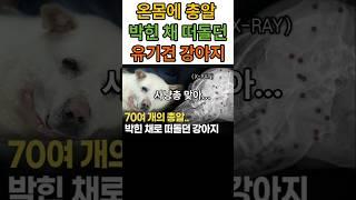 “몸에 총알 70발…살아있다니 기적!”기적의 백구 ‘귀동’ 구조 풀스토리3시간 대수술로 살린 유기견X-ray 충격! 총알로 뒤덮인 강아지새 가족 기다리는 ‘총알 견생’ 귀동이