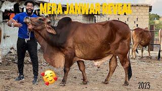 MERA PYARA QURBANI KA JANWAR REVEAL ️ | GOT EMOTIONAL  | BAKRA EID2023 | SYED FAHAD | THE FUN FIN