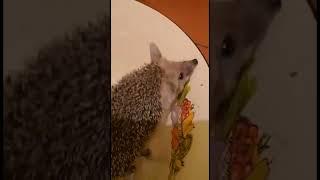 Ёжик в гостях у енотов