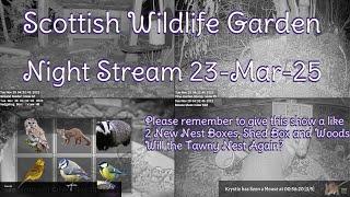 Night Stream March 23rd 2025 | Bird Feeders, Wildlife Cameras Scotland UK from SWG