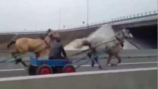 Meanwhile in Romania - Horses on the Highway