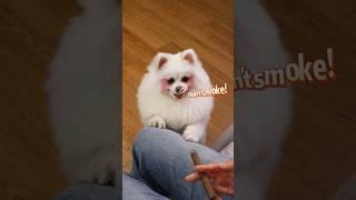 Nico’s annoying behavior ##nico #funny #smartnico #dog #cute