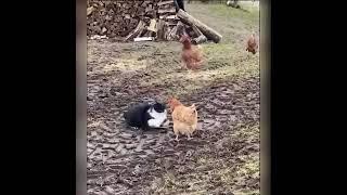 КУРИЦЫ ЧУДОМ СПАСЛИСЬ ОТ ГОЛОДНОГО КОТА / кот против курицы / chicken vs cat