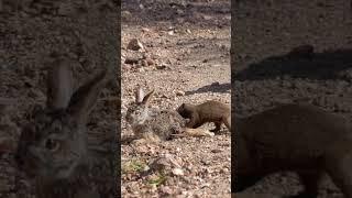 Mongooses tear a baby hare apart! 