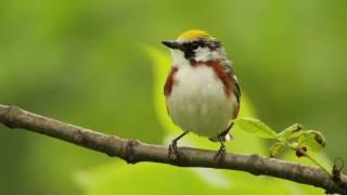 Chestnut-sided Warbler