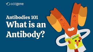 What is an Antibody? - Addgene's Antibodies 101