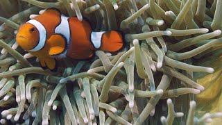 Never-Before-Seen Footage of Clownfish Hatching