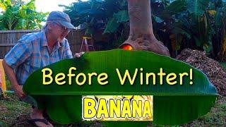 Do One Thing to Enjoy Your Banana Plants before Winter ~ Cooking Banana Leaf Preparation