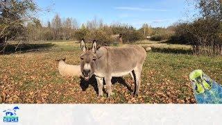 Curious Questions - Why are donkeys stubborn?