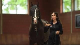 Dominant horses in horse training