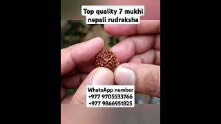 top quality 7 mukhi nepali rudraksha #youtubeshorts #short #rudraksha #nepalirudraksha