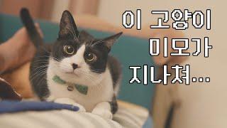 [ep.10] 이 고양이, 미모가 너무 지나치다