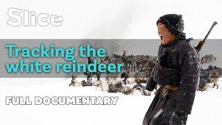 Tracking the white reindeer | SLICE | Full documentary