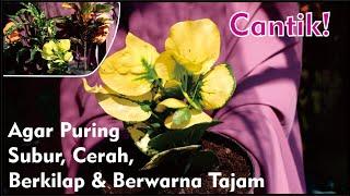 6 Cara Simple Merawat Tanaman Puring Yang Cantik & Indah