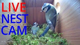 Live Nest Box Camera 2021 with 2 Blue tit chicks - Loughborough, UK Live Stream