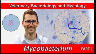 Mycobacterium (Part 1) - Veterinary Bacteriology and Mycology