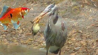 Bird Eats Duckling Hunts Goldfish Gets Blasted FYV
