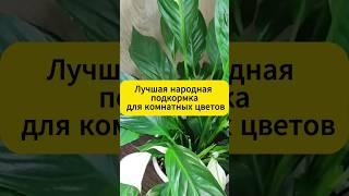 Лучшая подкормка для комнатных цветов! #комнатныерастения #комнатныецветы #подкормка #садоводство