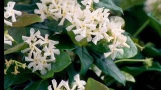 Plant Profile Madison Jasmine,  Star Jasmine, Confederate Jasmine