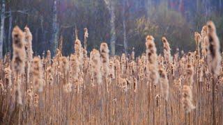 Calming Nature Walk on the Neponset River [Cinematic Footage with Piano]