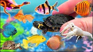 Amazing catch Colorful surprise eggs, crayfish, koi, angelfish, betta fish, goldfish, glofish tetra