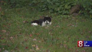 North Haven Animal Control to trap & euthanize feral cats