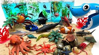 Sea Ocean Diorama For Sea Animals 물병 이용해 바다동물 바다 속 꾸미기 고래 상어 문어 가오리