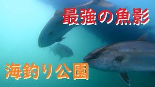 【水中映像】海釣り公園で信じられない大物＆魚群が！