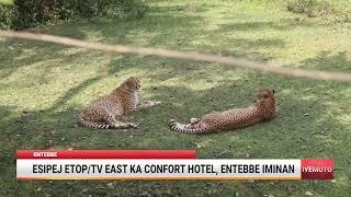 ESIPEJ ETOP/TV EAST KA CONFORT HOTEL LU MINAN KO ENTEBBE