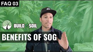 BuildASoil:  SEA OF GREEN, NIWA CONTROLS, PAPAYA SEEDS, COMMERCIAL GROWS & MORE (Season 7, FAQ 03)