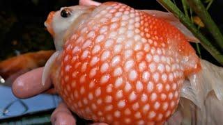 The biggest Pearlscale Goldfish in my Pond!