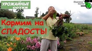 Подкормка свеклы на сладость без черноты и парши! Простой и эффективный рецепт!