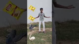 duck pigeon picock vfx magic video #shorts