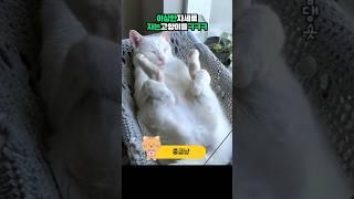 Sleeping cat with hilarious posture