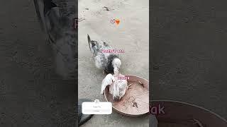 #the #pigeon #post #panjabi #shortvideo #viralvideo