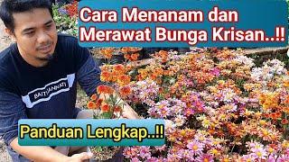 PANDUNAN LENGKAP Cara Menanam dan Merawat Bunga Krisan Agar Subur, Cepat berbunga dan Tidak Mati..!!