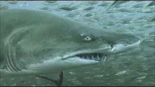 North Carolina Scuba Diving 4K - Sand Tiger Sharks