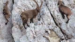 Ibex are Unattainable Goats that Fly over the ABYSS!