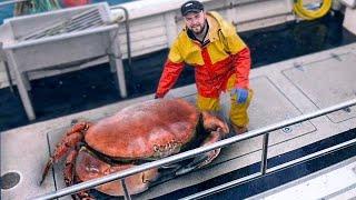 15 Most Dangerous Crustaceans In The World