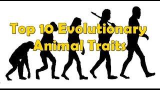 Top 10 Evolutionary Animal Traits