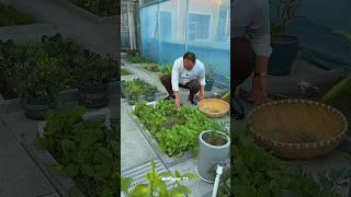 China's Smart Gardening  Grow Veggies at Home!