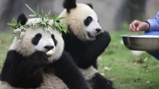 Sweet Cute Pandas